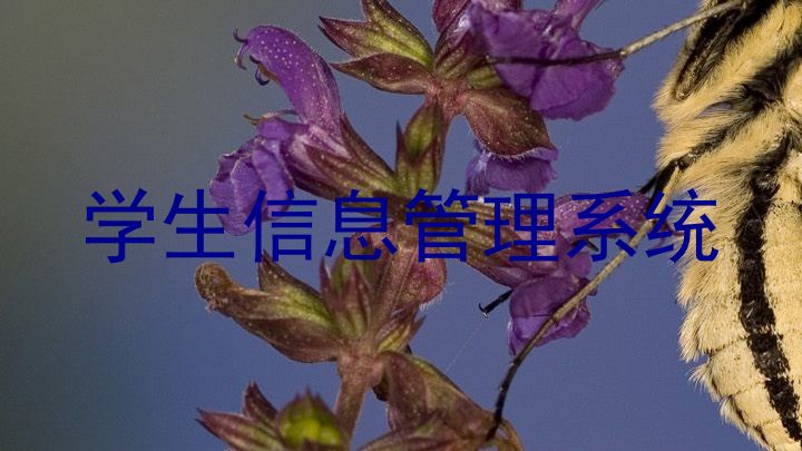 学生信息管理系统