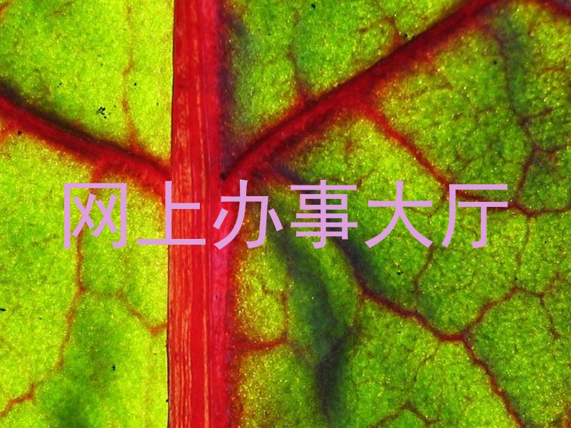 网上办事大厅
