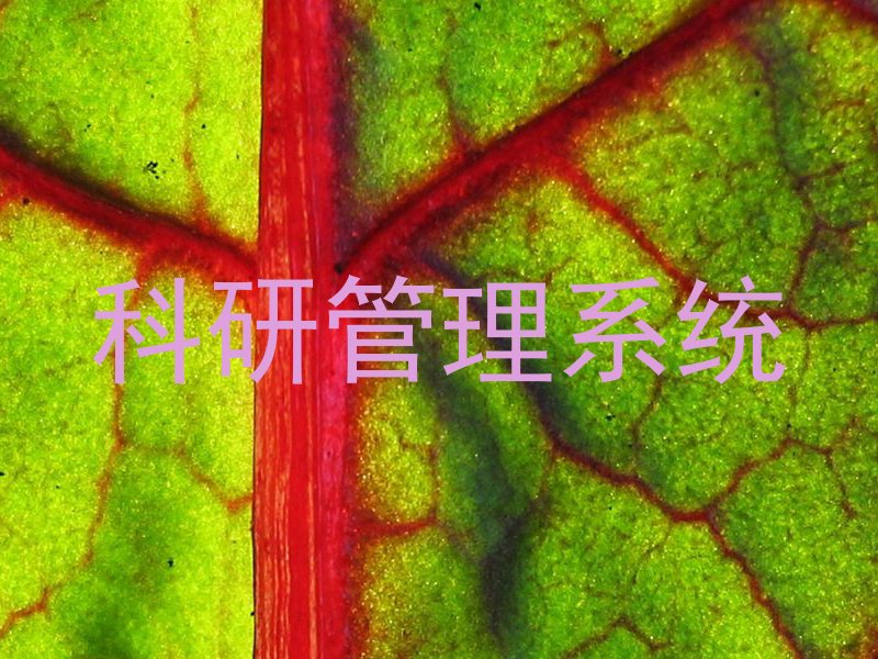 科研管理系统