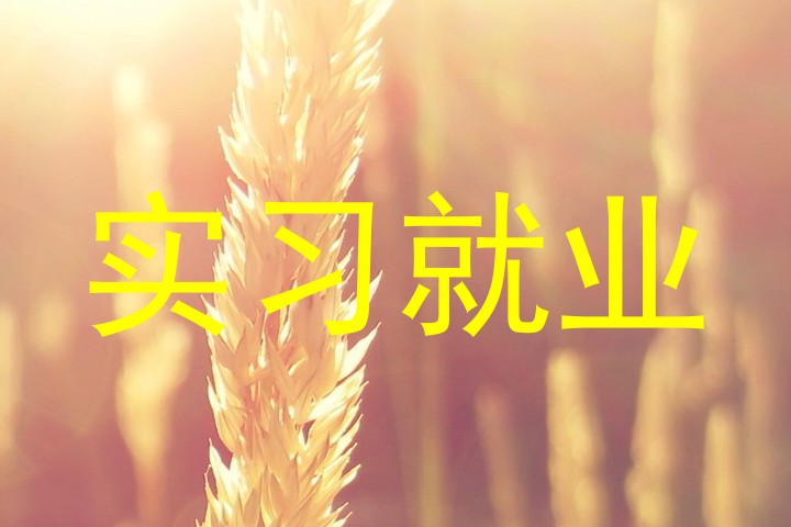 实习就业