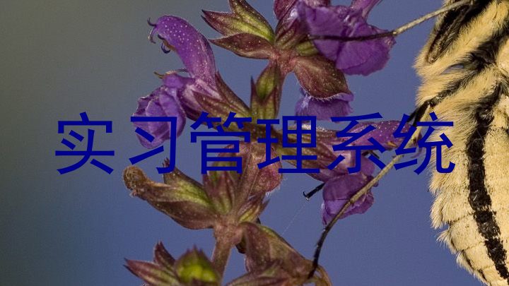 实习管理系统