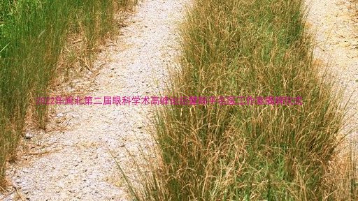 2022年闽北第二届眼科学术高峰论坛暨陈平名医工作室揭牌仪式