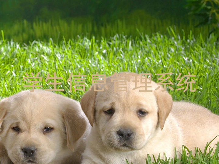 学生信息管理系统