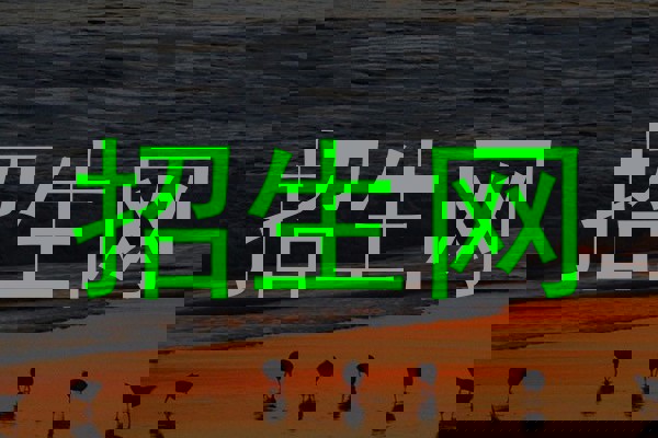 招生网