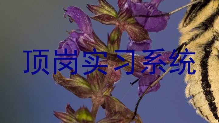 顶岗实习系统