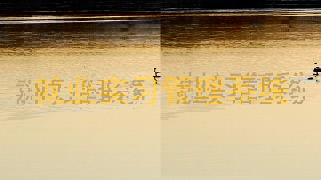 就业实习管理系统
