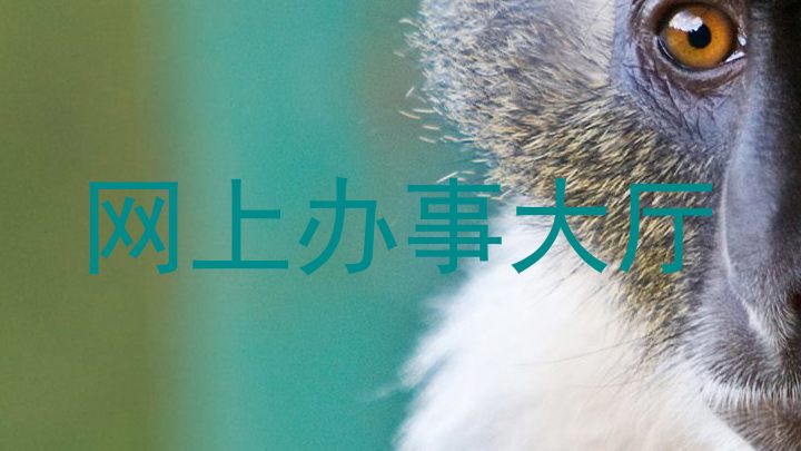 网上办事大厅
