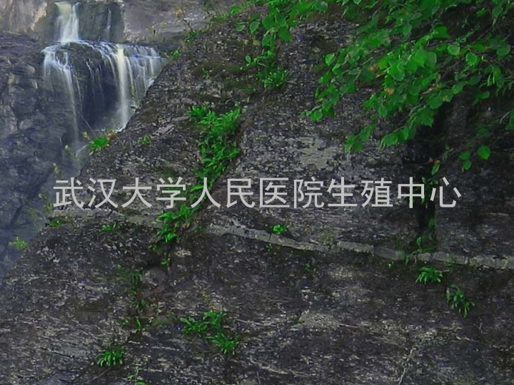 武汉大学人民医院生殖中心