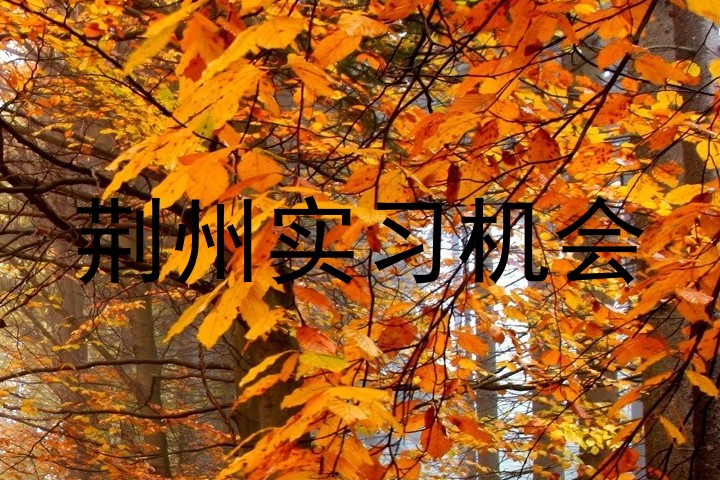 荆州实习机会