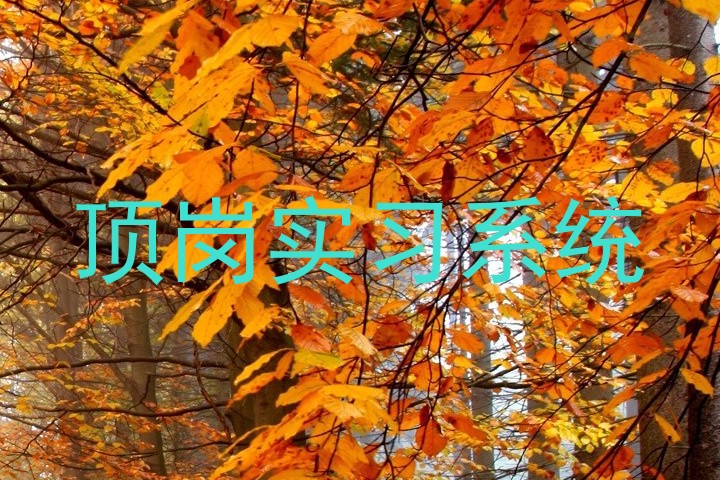 顶岗实习系统
