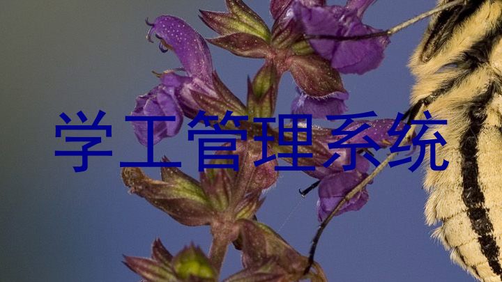 学工管理系统
