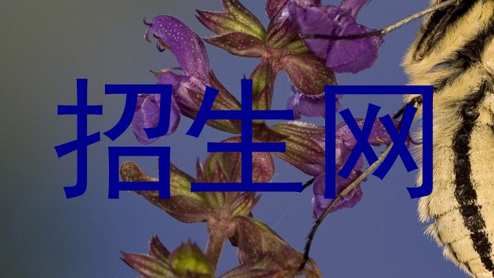 招生网