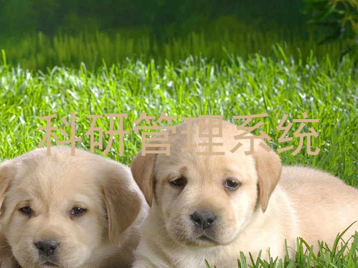 科研管理系统