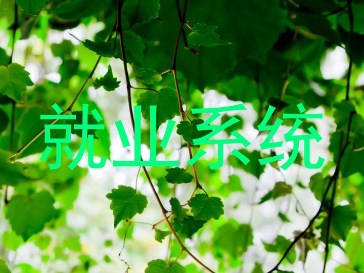就业系统