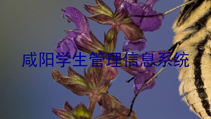咸阳学生管理信息系统