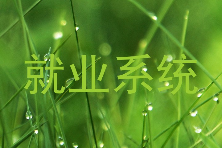 就业系统