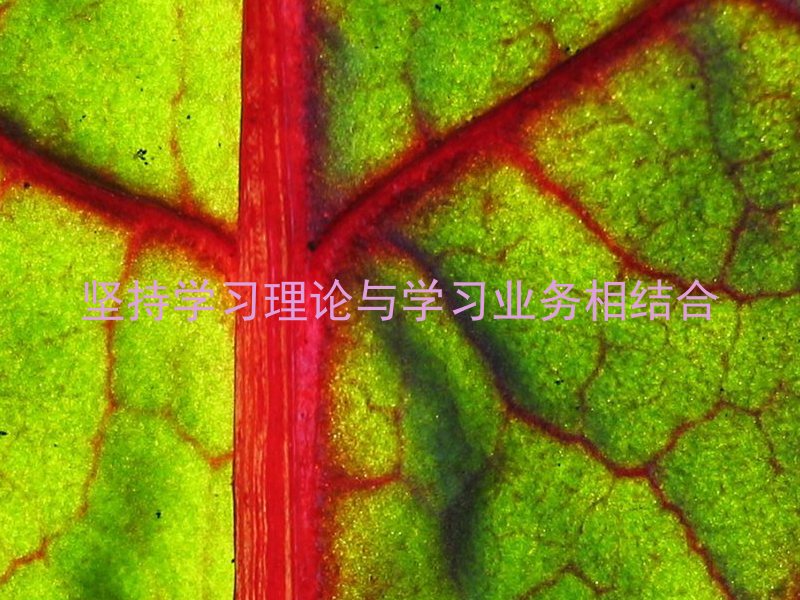 坚持学习理论与学习业务相结合