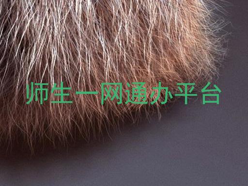 师生一网通办平台