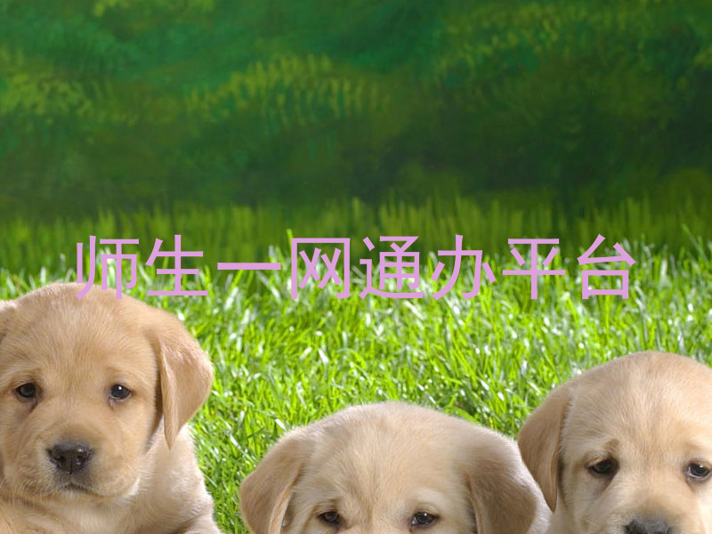 师生一网通办平台