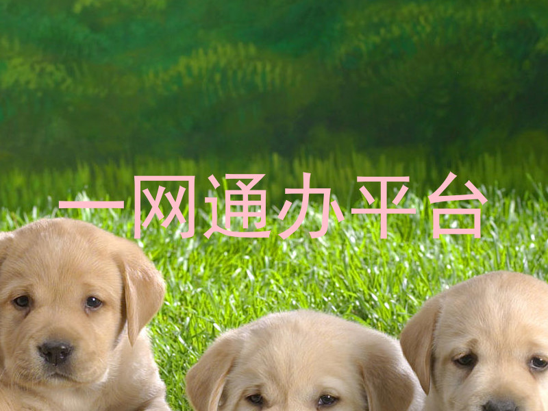 一网通办平台