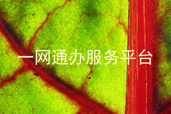 一网通办服务平台