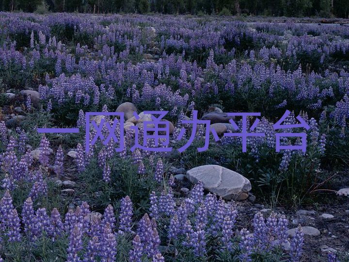 一网通办平台