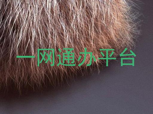 一网通办平台