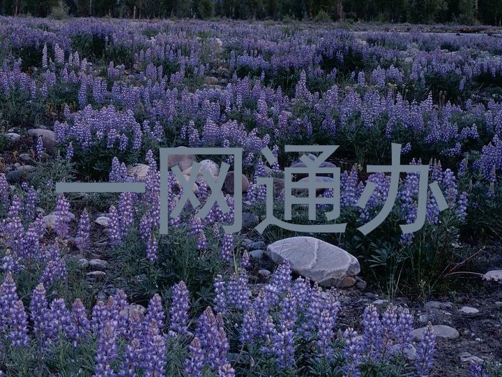 一网通办