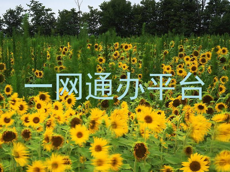 一网通办平台