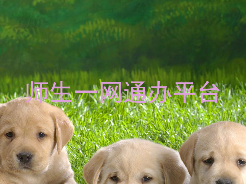 师生一网通办平台