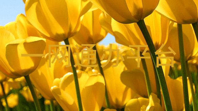 一网通办服务平台