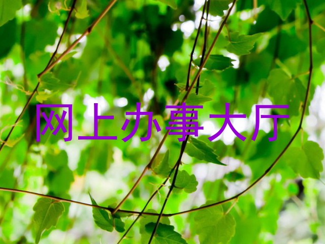 网上办事大厅