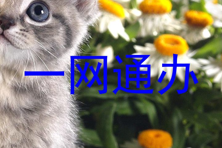 一网通办