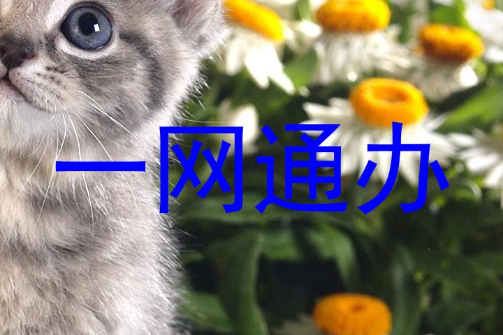 一网通办