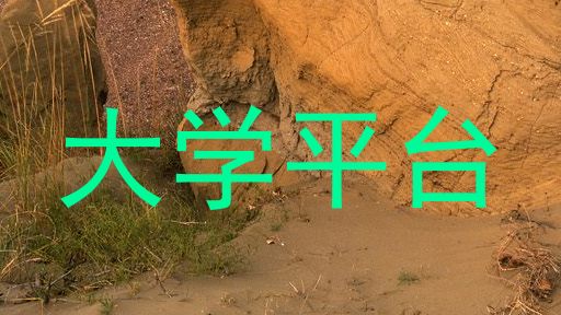 大学平台