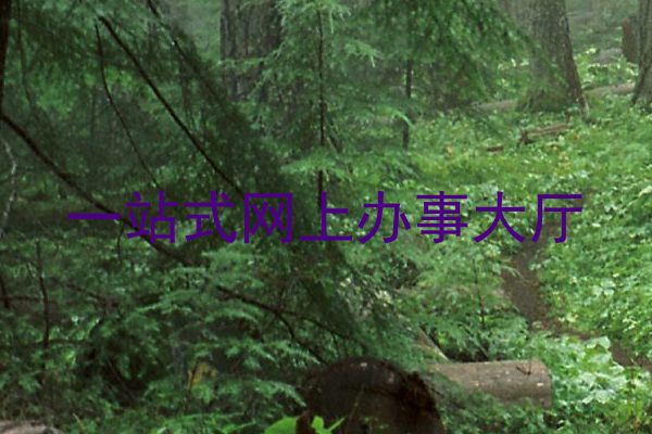 一站式网上办事大厅