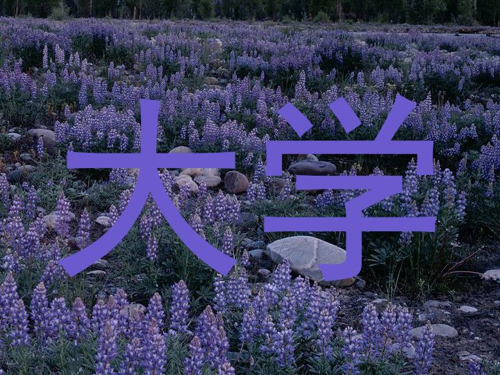 大学