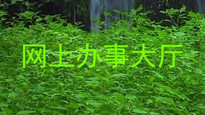 网上办事大厅