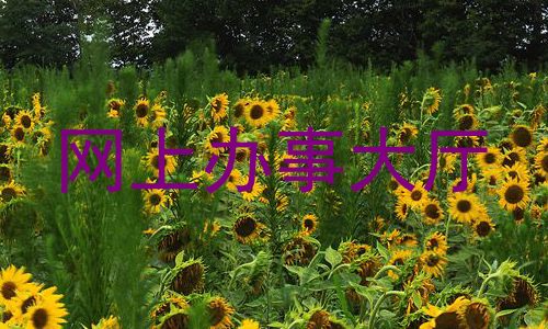网上办事大厅