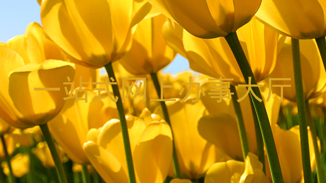 一站式网上办事大厅