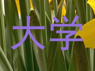大学