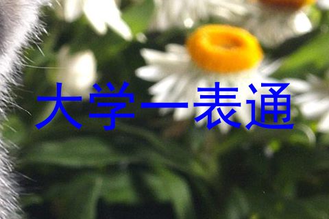 大学一表通