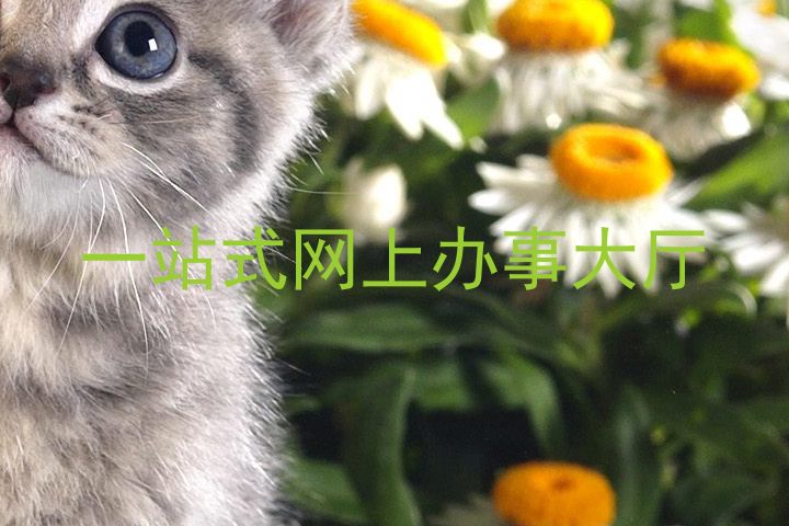 一站式网上办事大厅