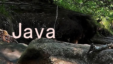 Java