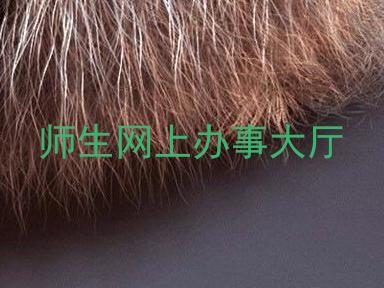 师生网上办事大厅