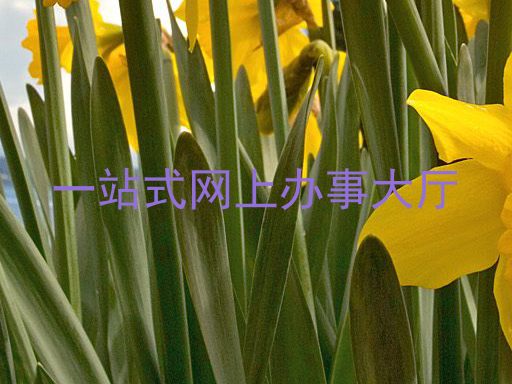 一站式网上办事大厅