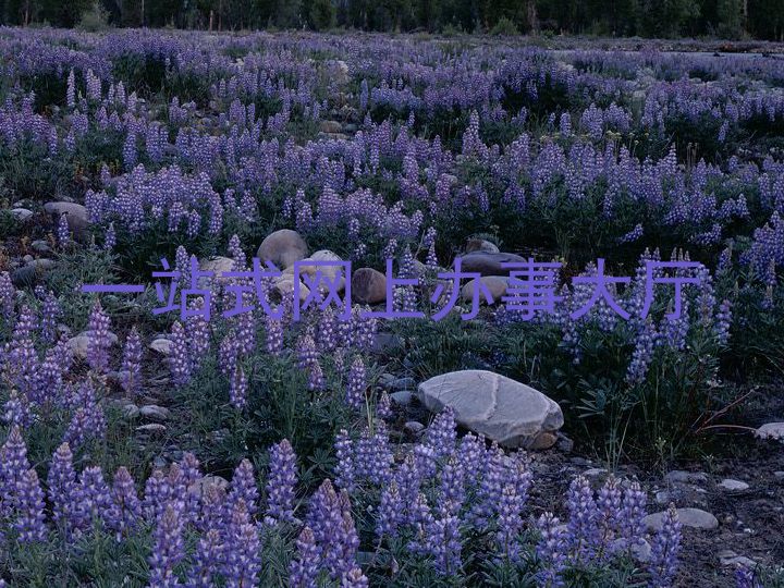 一站式网上办事大厅
