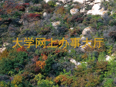 大学网上办事大厅