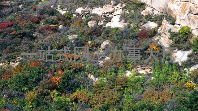 一站式网上办事大厅