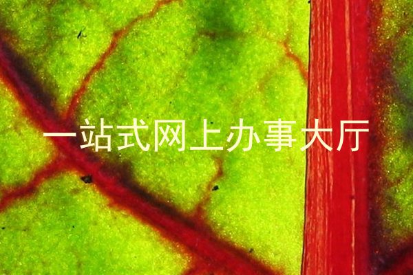 一站式网上办事大厅